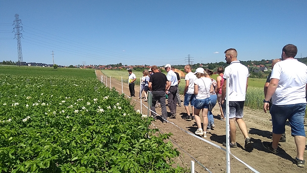 Pole Ekologiczne w SDOO Węgrzcach. Na zdjęciu kwatera z roślinami okopowymi- doświadczenia z ziemniakami