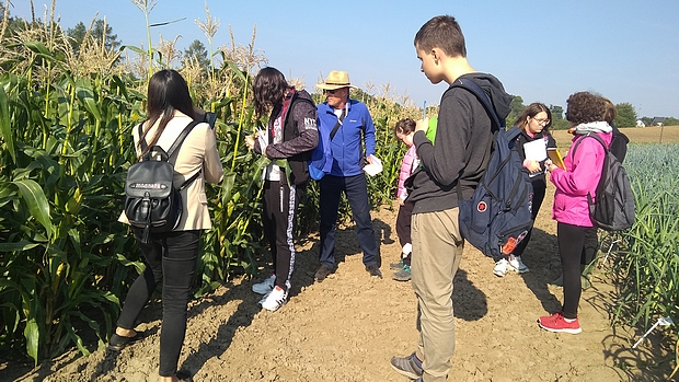 Uczestników szkolenia bardzo zainteresowały różne odmiany kukurydzy cukrowej ( doświadczenie OWT)
