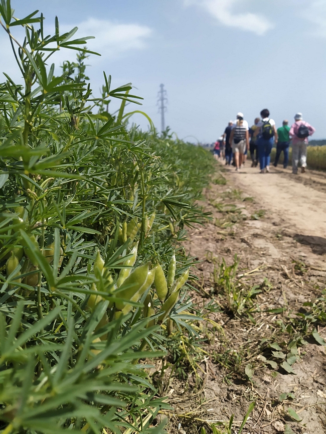 Członkowie Małopolskiego Zespołu PDO przy doświadczeniach ze zbożami ozimymi