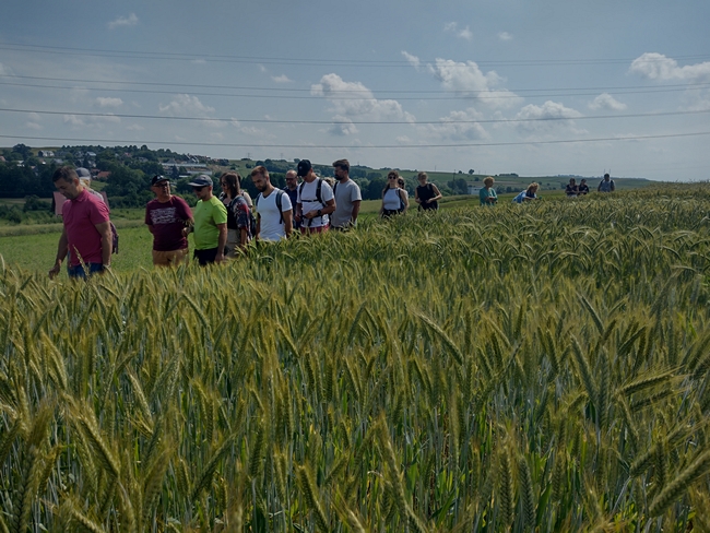 Na polu ekologicznym ze zbożami ozimymi