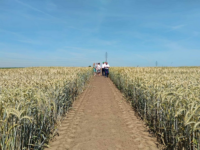  Poletka doświadczalne z zbożami ozimymi w SDOO w Węgrzcach